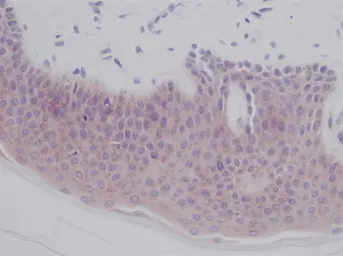 Anti-IL1 alpha antibody used in IHC (Paraffin sections) (IHC-P). GTX74157