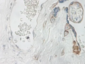 Anti-IL15 antibody used in IHC (Paraffin sections) (IHC-P). GTX74169