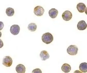 Anti-ICAD antibody used in Immunocytochemistry/ Immunofluorescence (ICC/IF). GTX74223
