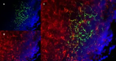 Anti-CD8 alpha antibody [YTS105.18] used in IHC (Frozen sections) (IHC-Fr). GTX74642