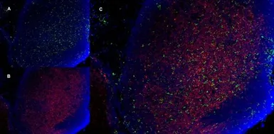 Anti-CD8 alpha antibody [YTS105.18] used in IHC (Frozen sections) (IHC-Fr). GTX74642