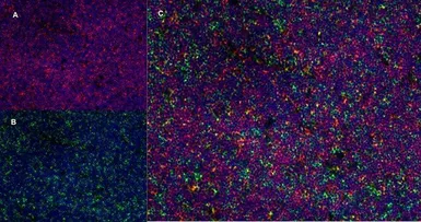 Anti-CD4 antibody [OX-35] (Azide free) used in IHC (Frozen sections) (IHC-Fr). GTX75110