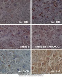 Anti-CD8 antibody [4B11] used in IHC (Frozen sections) (IHC-Fr). GTX75394
