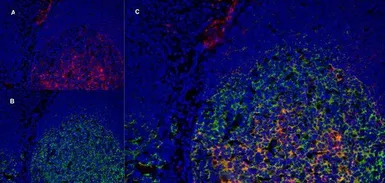 Anti-LRP1 antibody [A2Mr alpha-2] used in IHC (Frozen sections) (IHC-Fr). GTX75658