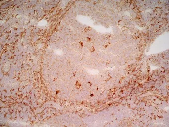 Anti-LRP1 antibody [A2Mr alpha-2] used in IHC (Frozen sections) (IHC-Fr). GTX75658