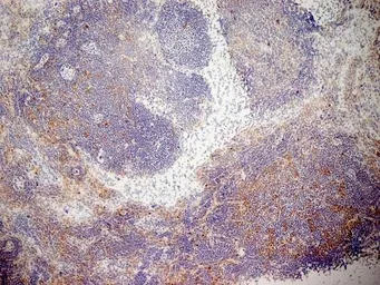 Anti-CD13 antibody [R3-63] used in IHC (Frozen sections) (IHC-Fr). GTX75927