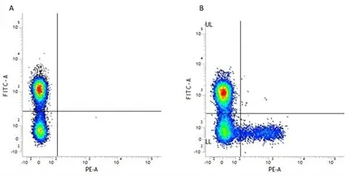 Anti-KIR family antibody [NKVFS1] (PE) used in Flow cytometry (FCM). GTX76005