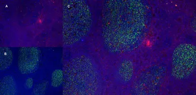 Anti-CD11b antibody [ICRF44] (Azide free) used in IHC (Frozen sections) (IHC-Fr). GTX76296