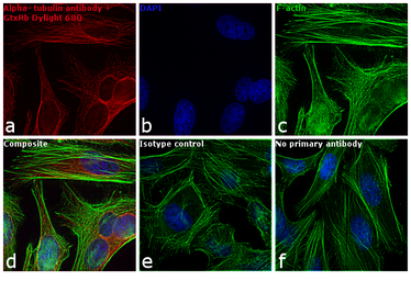Goat Anti-Rabbit IgG antibody (DyLight680). GTX76793