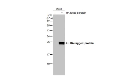 Anti-HA tag antibody (HRP) used in Western Blot (WB). GTX77400