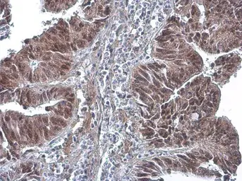 Anti-DNA polymerase delta antibody [6196] used in IHC (Paraffin sections) (IHC-P). GTX77606