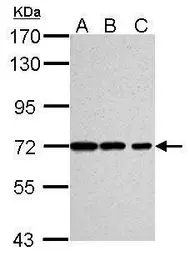 Anti-Ku70 antibody [529] used in Western Blot (WB). GTX77607