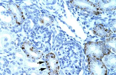 Anti-TCFL5 antibody, Internal used in IHC (Paraffin sections) (IHC-P). GTX77811