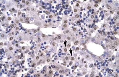 Anti-HMGB2 antibody, C-term used in IHC (Paraffin sections) (IHC-P). GTX77816