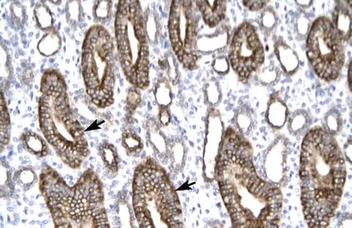 Anti-Claudin 8 antibody, C-term used in IHC (Paraffin sections) (IHC-P). GTX77832