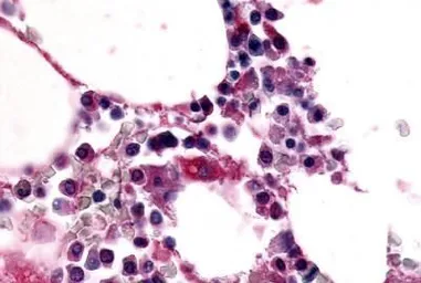 Anti-F4/80 antibody used in IHC (Paraffin sections) (IHC-P). GTX77949