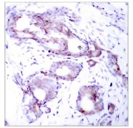 Anti-c-Myc (phospho Ser373) antibody used in IHC (Paraffin sections) (IHC-P). GTX79005