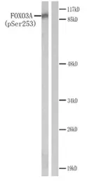 Anti-FOXO3A (phospho Ser253) antibody used in Western Blot (WB). GTX79072