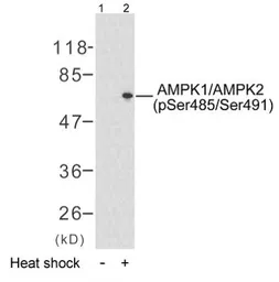Anti-AMPK1/AMPK2 (phospho Ser485/Ser491) antibody used in Western Blot (WB). GTX79142