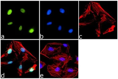 Anti-PPAR delta antibody used in Immunocytochemistry/ Immunofluorescence (ICC/IF). GTX79186