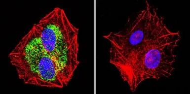 Anti-Hsp90 beta antibody used in Immunocytochemistry/ Immunofluorescence (ICC/IF). GTX79247