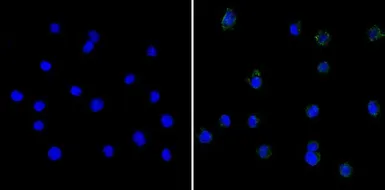 Anti-Serine Protease Inhibitor 2A (Spi2A) antibody [MoFo 29.2] used in Immunocytochemistry/ Immunofluorescence (ICC/IF). GTX79365