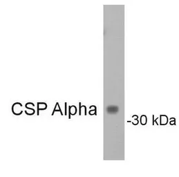 Anti-Cysteine String Protein alpha antibody used in Western Blot (WB). GTX79403