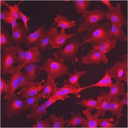 Anti-GM130 antibody used in Immunocytochemistry/ Immunofluorescence (ICC/IF). GTX79420