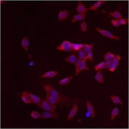 Anti-GM130 antibody used in Immunocytochemistry/ Immunofluorescence (ICC/IF). GTX79420