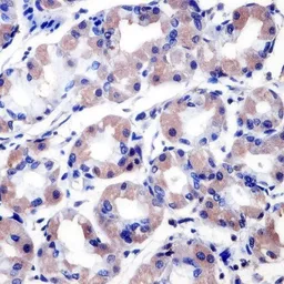 Anti-RANBP2 antibody [2E1] used in IHC (Paraffin sections) (IHC-P). GTX79468