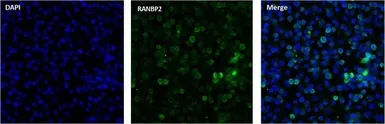 Anti-RANBP2 antibody [2E1] used in Immunocytochemistry/ Immunofluorescence (ICC/IF). GTX79468