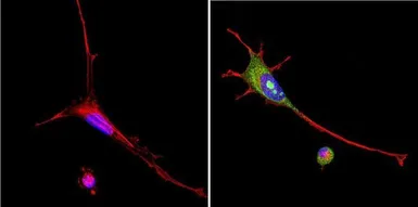 Anti-VRK1 antibody [1F6] used in Immunocytochemistry/ Immunofluorescence (ICC/IF). GTX79470