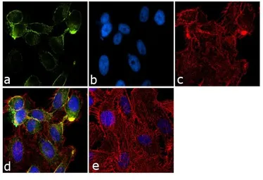 Anti-RYK antibody [F35 P7 D7 F5] used in Immunocytochemistry/ Immunofluorescence (ICC/IF). GTX79478
