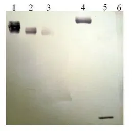Anti-Plasminogen antibody [13C3-B10] used in Western Blot (WB). GTX79693