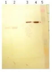 Anti-BSA antibody [9E2-C2] used in Western Blot (WB). GTX79812