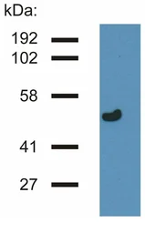 Anti-gamma Tubulin antibody [TU-32] used in Western Blot (WB). GTX79860