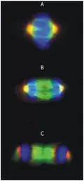 Anti-gamma Tubulin antibody [TU-30] used in Immunocytochemistry/ Immunofluorescence (ICC/IF). GTX79861