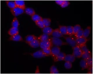Anti-gamma Tubulin antibody [TU-30] used in Immunocytochemistry/ Immunofluorescence (ICC/IF). GTX79861