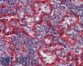 Anti-HLA-E antibody [MEM-E/07] (Biotin) used in IHC (Paraffin sections) (IHC-P). GTX79922