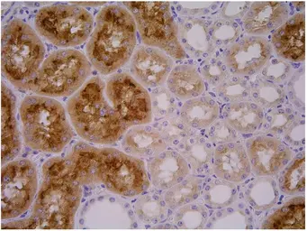Anti-PSMA antibody [GCP-04] used in IHC (Paraffin sections) (IHC-P). GTX80151
