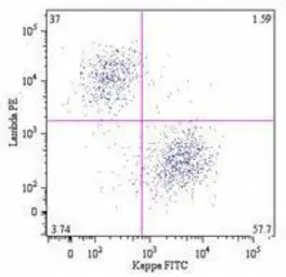 Mouse Anti-Human lambda light chain antibody [4C2] (PE). GTX80281