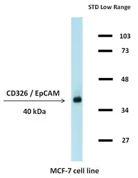 Anti-EpCAM antibody [323/A3] used in Western Blot (WB). GTX80286