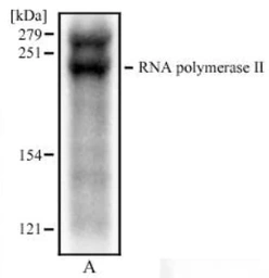 Anti-RPB1 antibody [4H8] used in Western Blot (WB). GTX80341