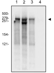 Anti-RPB1 antibody [4H8] used in Western Blot (WB). GTX80341