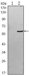 Anti-BLK antibody [1E6] used in Western Blot (WB). GTX80405