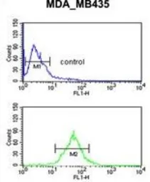 Anti-TFPT antibody, N-term used in Flow cytometry (FCM). GTX80425