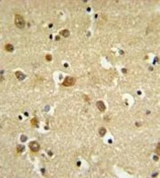 GABA A Receptor delta antibody