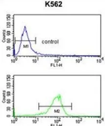 Anti-Sodium/Potassium ATPase beta 2 antibody, Internal used in Flow cytometry (FCM). GTX80450