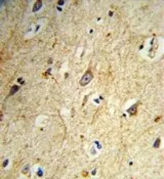 Anti-GABARAPL1 antibody used in IHC (Paraffin sections) (IHC-P). GTX80541