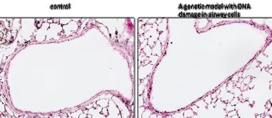 Anti-Histone H2A.XS139ph (phospho Ser139) antibody [3F2] used in IHC (Paraffin sections) (IHC-P). GTX80694